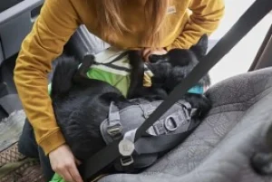 Hurtta Travel Harness Eco Blackberry 0-5kg
